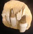 Two Rooted Mosasaur (Prognathodon) Teeth - Top Quality #15775-2